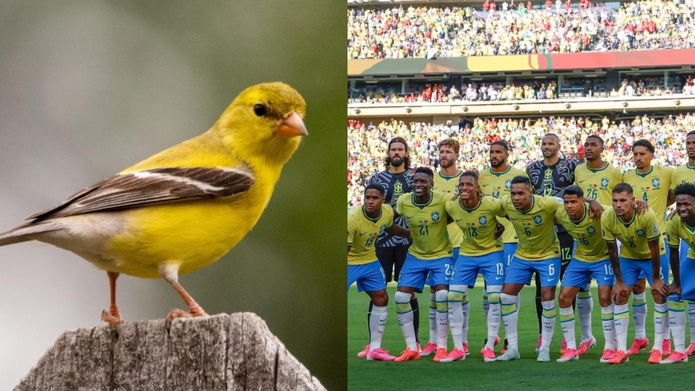O Canarinho é o mascote oficial da Seleção Brasileira.