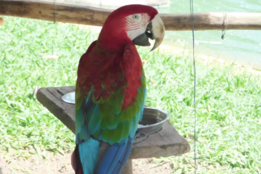 As atividades proporcionam uma mudança na rotina dos animais, que podem explorar novos alimentos e estimular ainda mais a interação com o ambiente