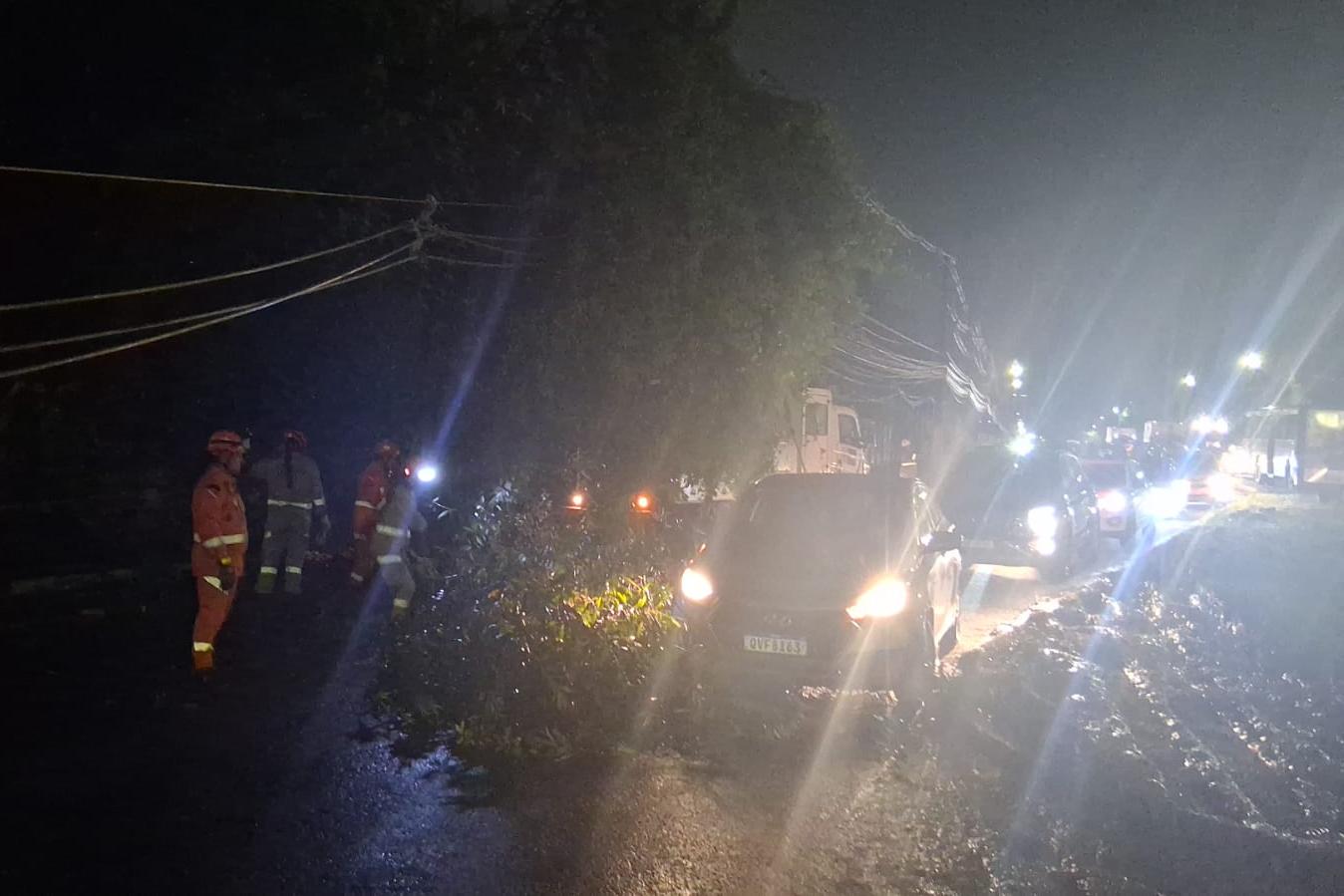 Corpo de Bombeiros trabalham para retirar a planta caída na avenida Bruno Secchi, no bairro do Bengui.