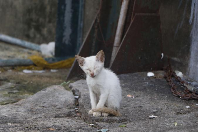 Gatos eram as principais vítimas do adolescente
