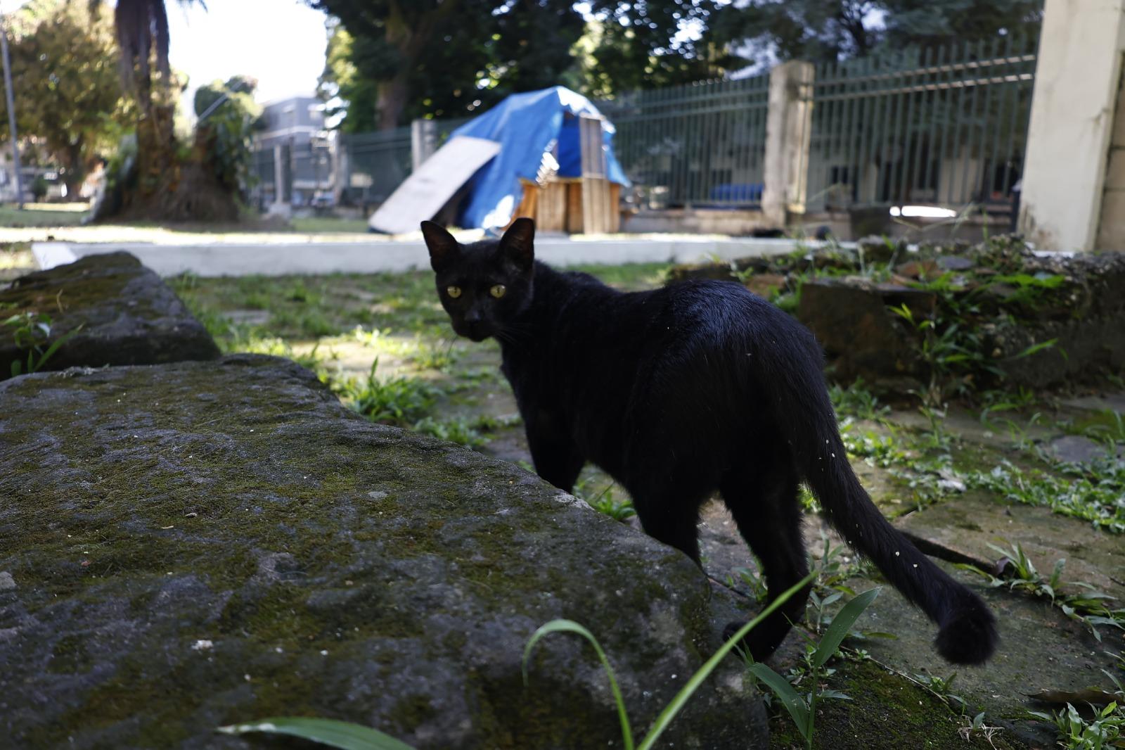 A população de gatos no Parque Cemitério Soledade é variada