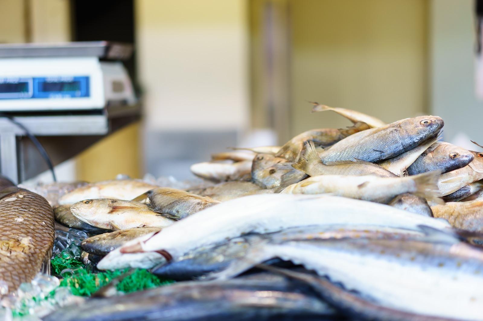Concentração e baixa industrialização desafiam exportação de pescado no Pará