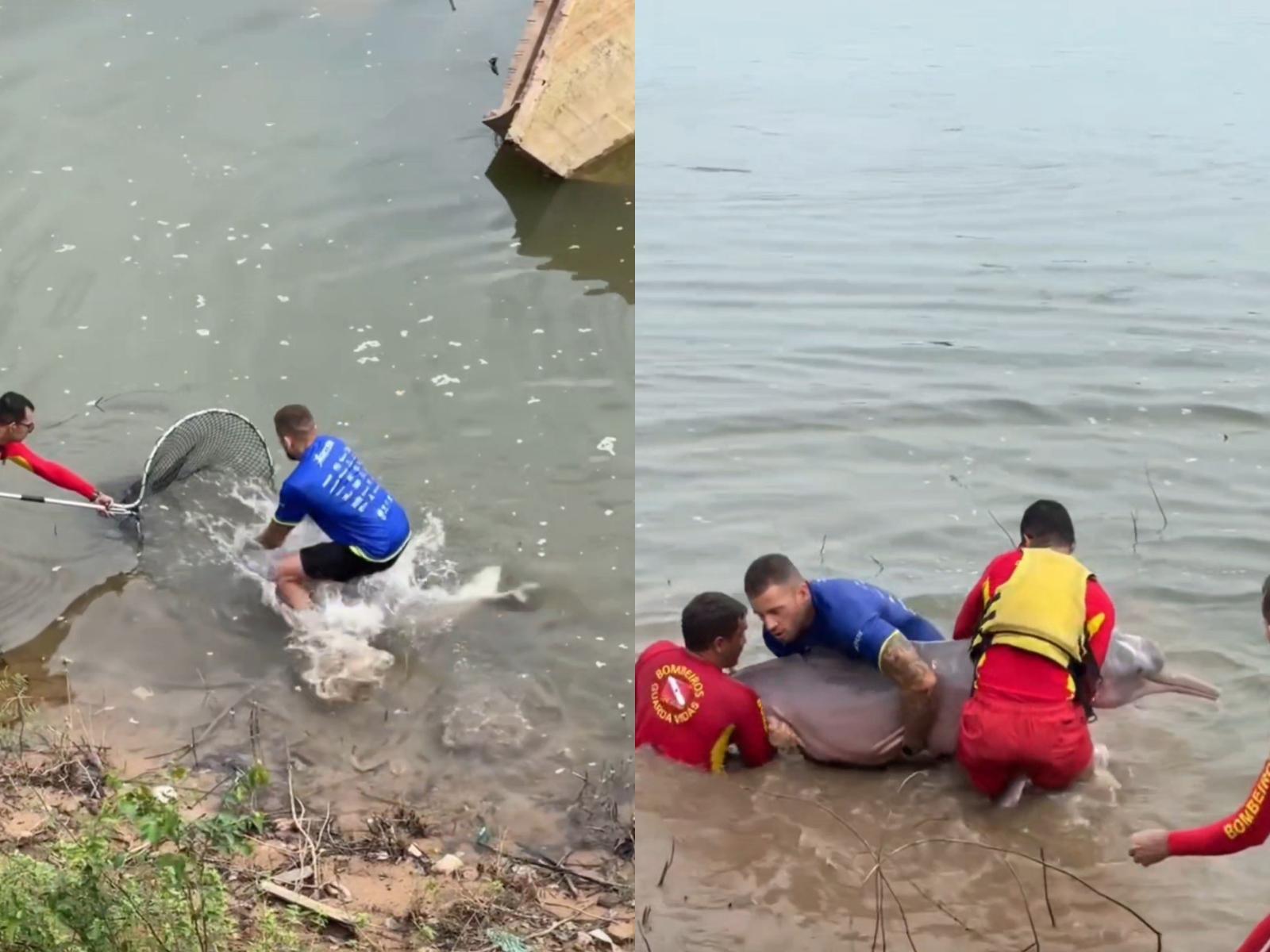 Animal foi levado para a Seção Fluvial do 52º BIS, onde passa por avaliação veterinária