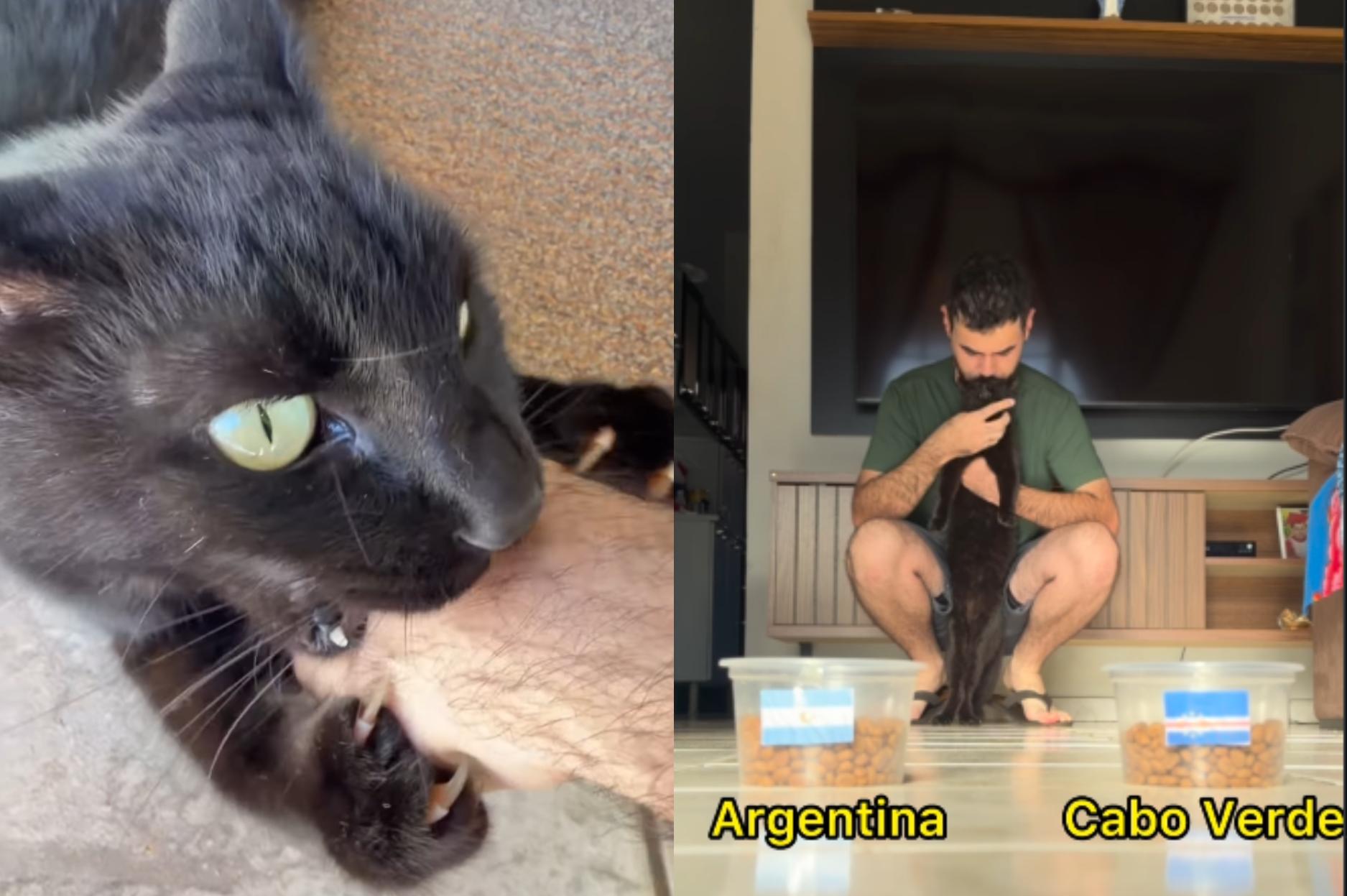 Gato Milu tem, até agora, 100% de acertos nos palpites da Copa do Mundo de 2026