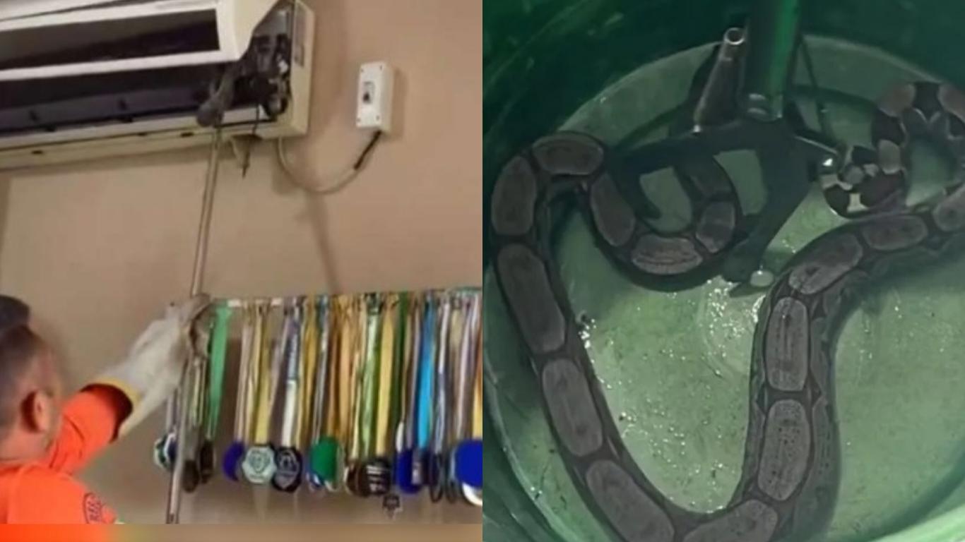 O animal não sofreu nenhum tipo de maus tratos.